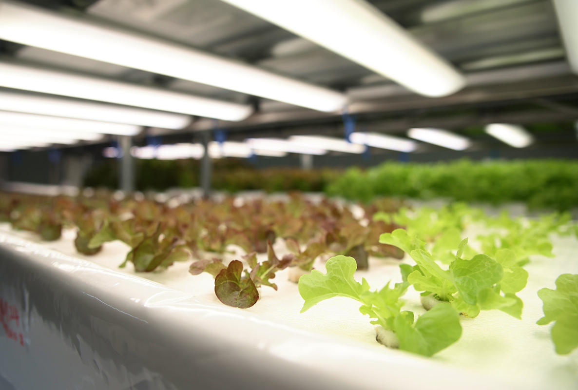 完全人工光型植物工場