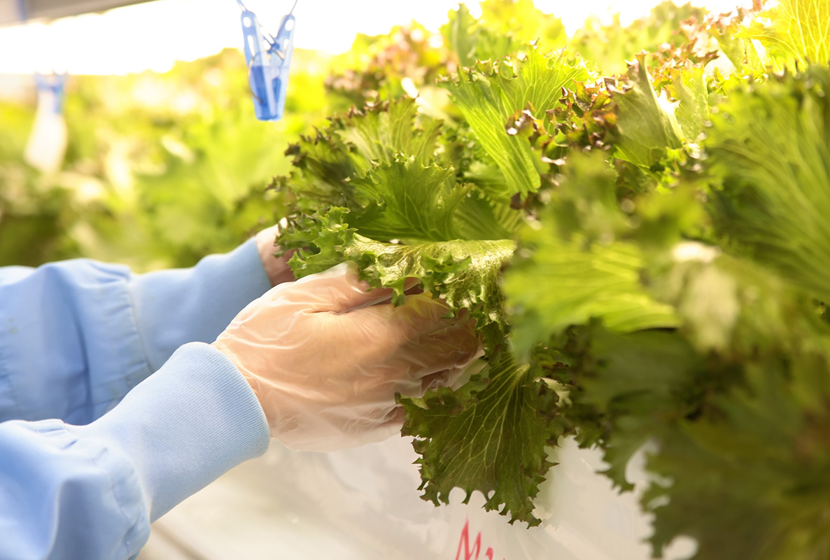 植物工場内の様子